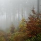 Tajuplný svět jesenických mlh